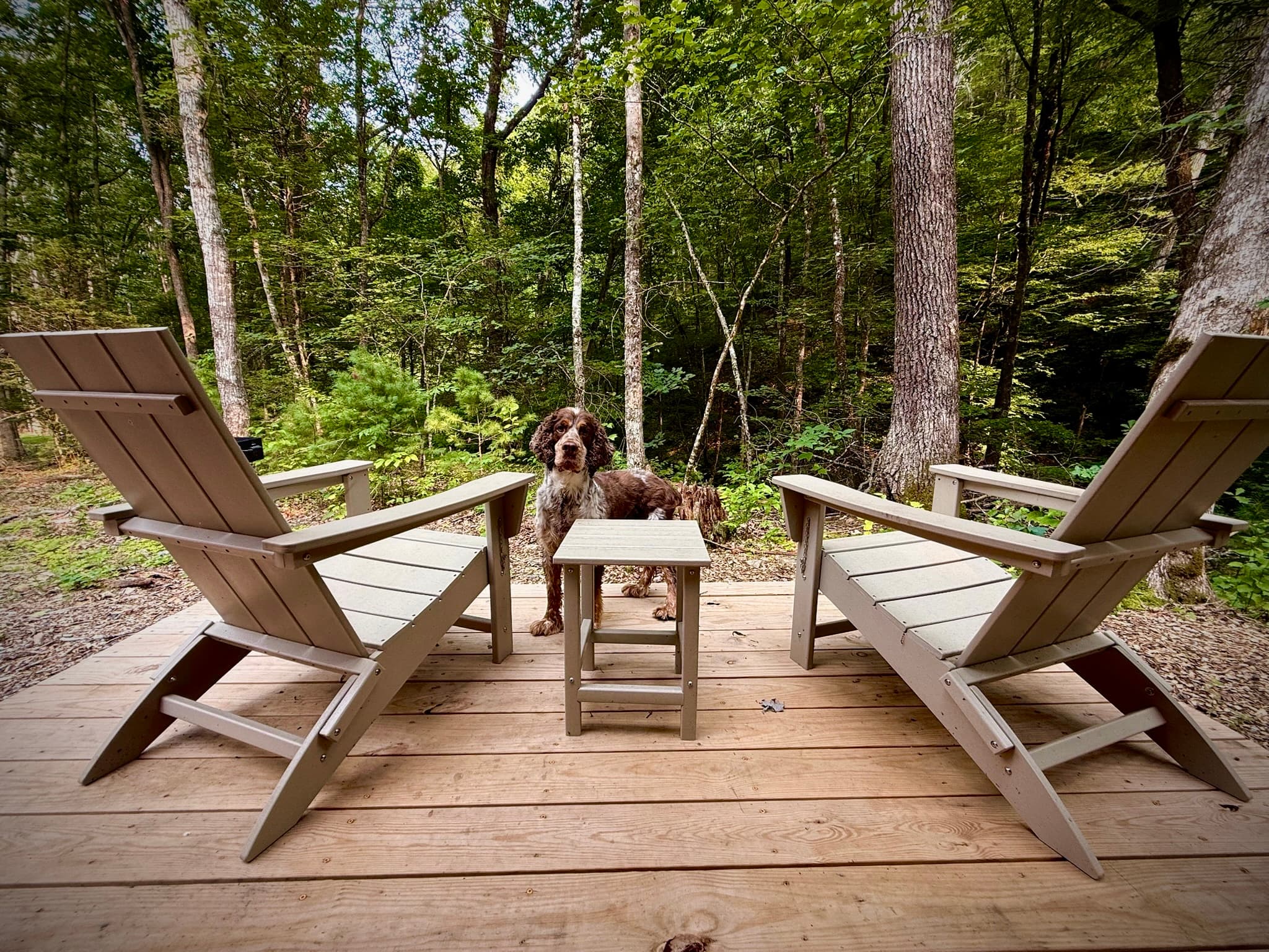 A dog stands between two wooden chairs on a deck surrounded by trees.