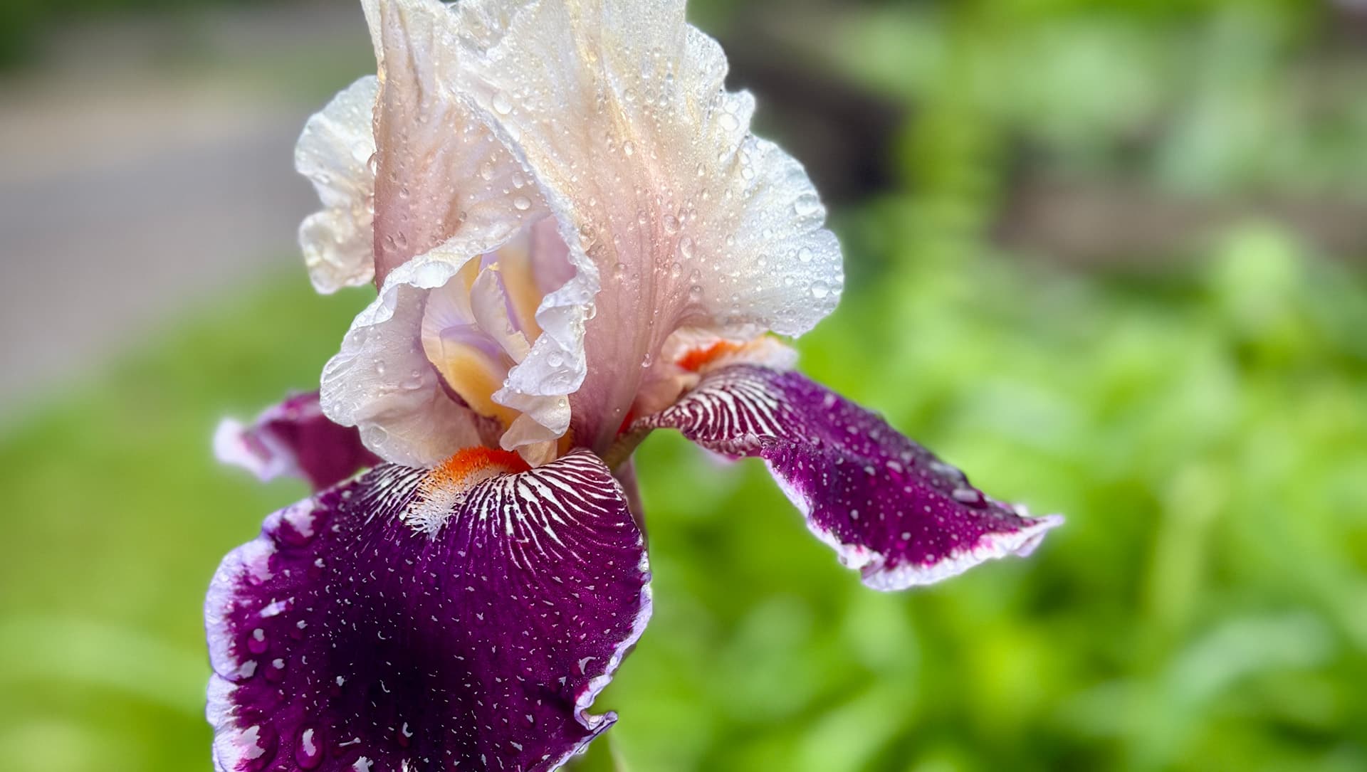 A close-up of a purple and white iris flower covered in water droplets.