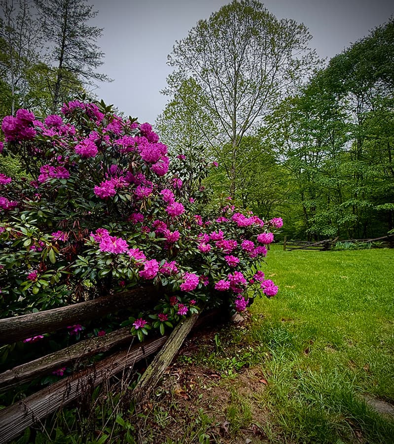 A vibrant bush of pink rhododendron flowers beside a wooden fence in a green landscape.